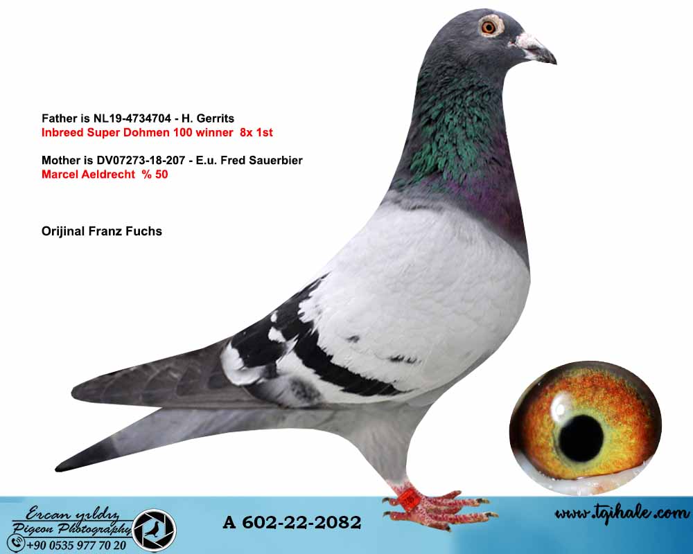 A602 22 2082 DiŞi BABASI INBREED SUPER DOHMEN 100 ANNESİ MARCEL