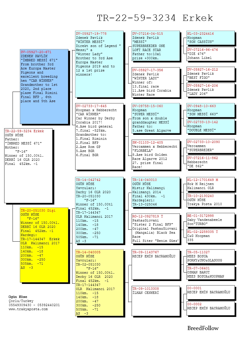 TR22 59 3234 ERKEK BABASI INBREED MESSI ANNESI 1 FİNAL OLR DERBY 16