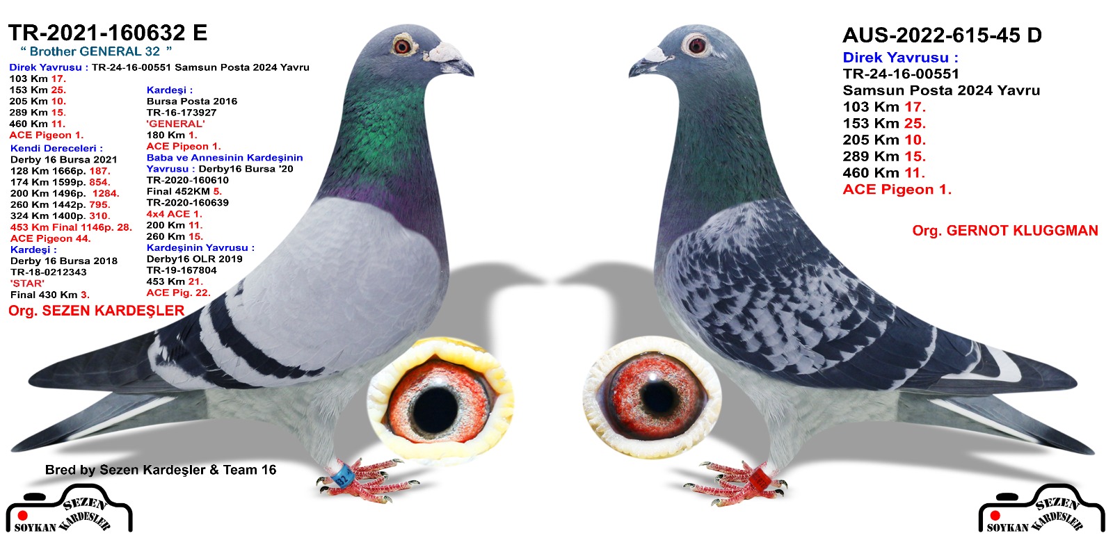 AUS2022-615-45 DİŞİ / YAVRUSU  1 ACE PIGEON SAMSUN POSTA