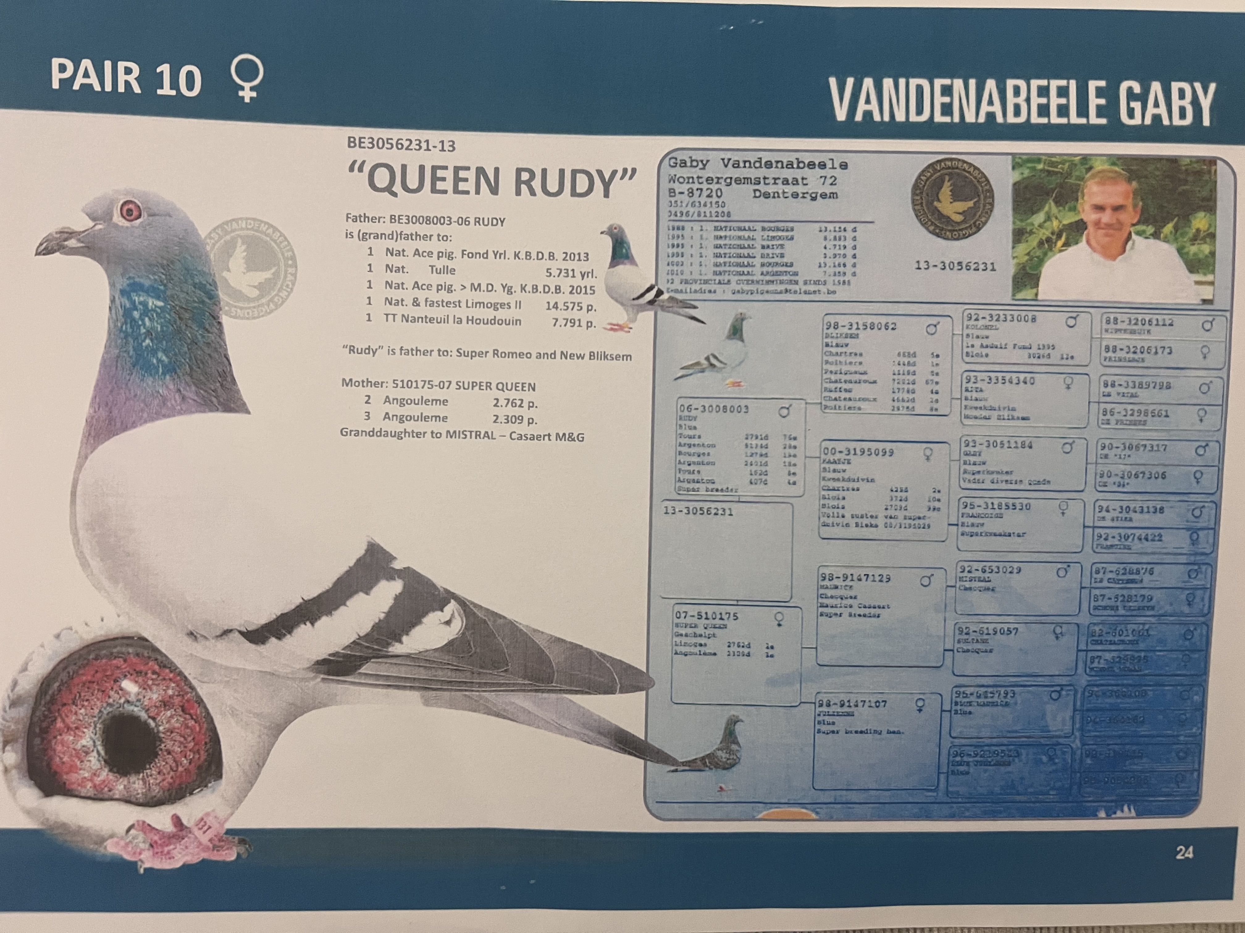 B20-2132828 DİŞİ / GABY VANDENABEELE % 100  ( INBREED RUDY )