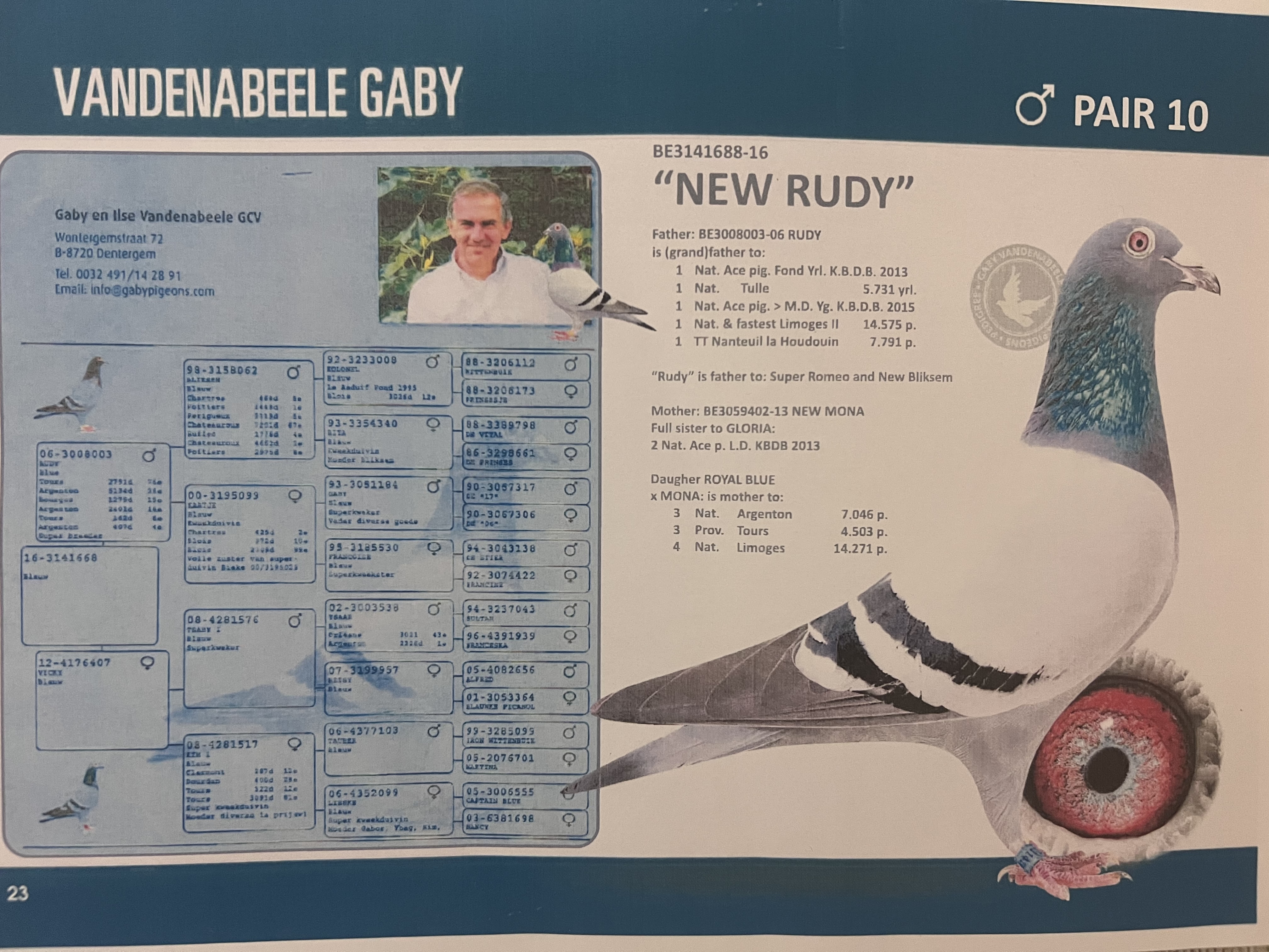 B20-2132828 DİŞİ / GABY VANDENABEELE % 100  ( INBREED RUDY )