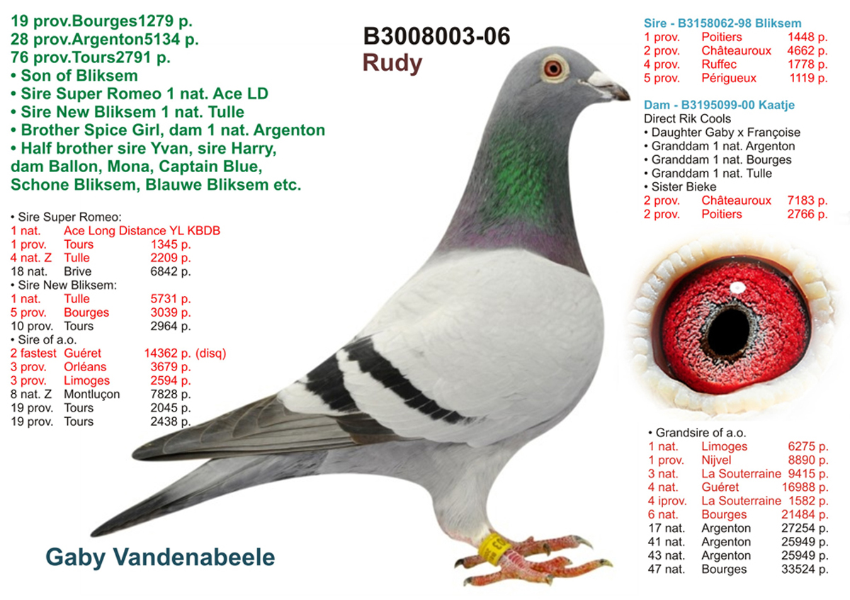 B20-2132828 DİŞİ / GABY VANDENABEELE % 100  ( INBREED RUDY )