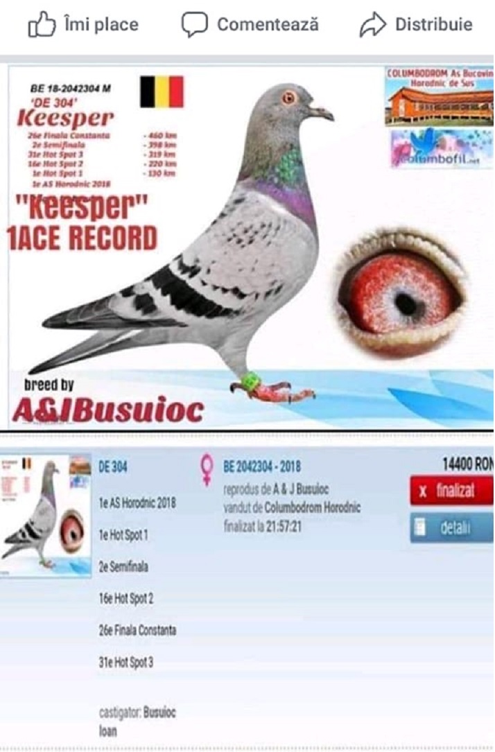 BE19-2058303 DIŞI /BABADAN KARDEŞİ CASPER 1. ACE PIGEON HORODNICU 