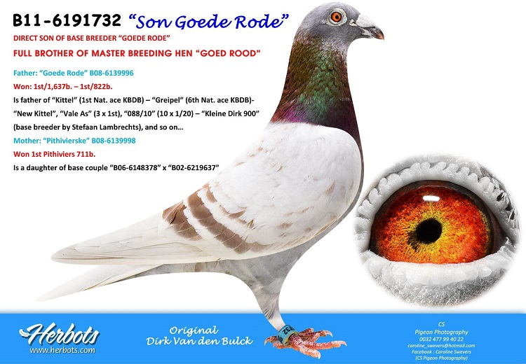 BE20-4107599 ERKEK / INBREED KITTEL 