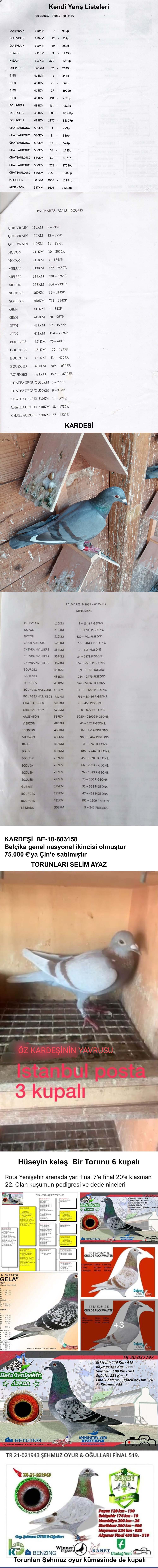 BEL2015-6033419 ERKEK / DE RIJCK WALTER  KENDİSİ YARIŞMIŞ ALTIN TAKIM ERKEK BİR ÇOK KAZANANLAR