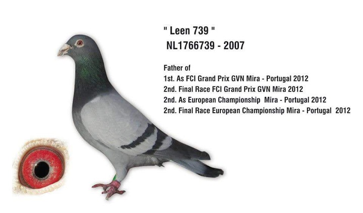 BG16-09960 ERKEK / DİMİTAR TODOROV - INBRED LEEN 