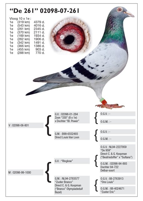 BG19-25181 DİŞİ / KENDİSİ 13 ACE PİGEIN  OLR SOFİA 2019