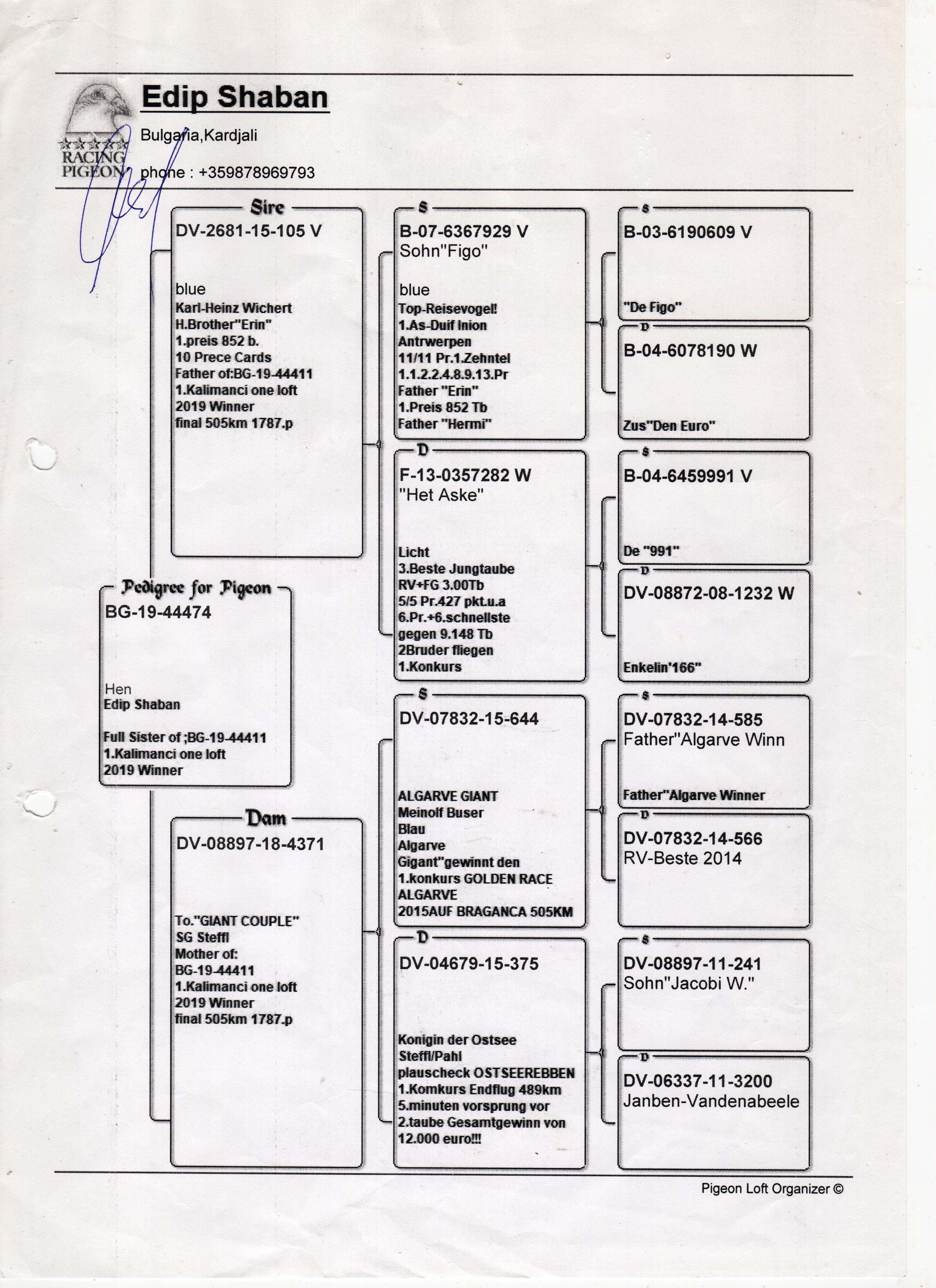 BG19-44474 ERKEK / EDIP SHABAN KARDEŞİ 1. FİNAL KALIMANCI & 2. FİNAL KALIMANCI