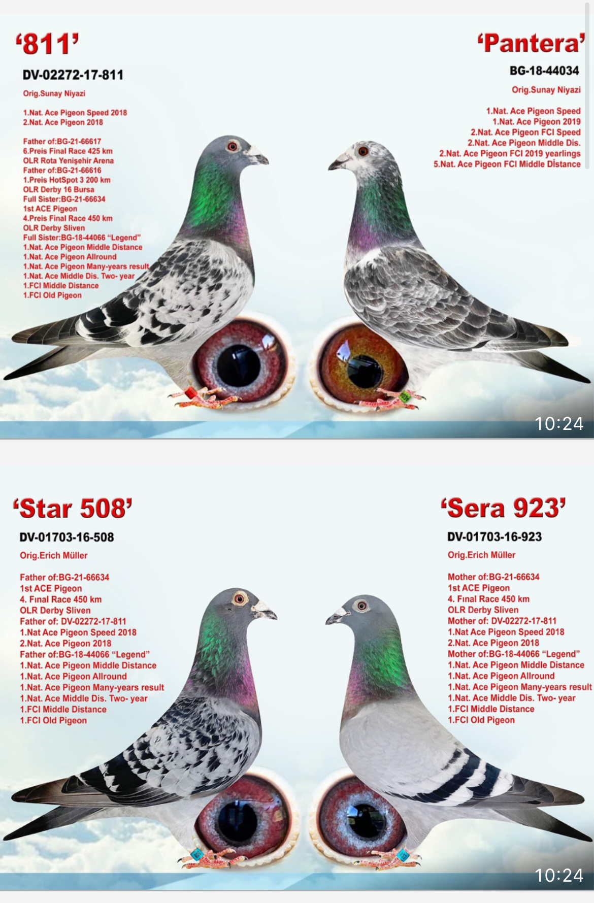 BG20-09067 DİŞİ / SUPER YARIŞCI 1 ACE PIGEON SPEED CLUB 1 ACE PIGEON MIDDILE DIS