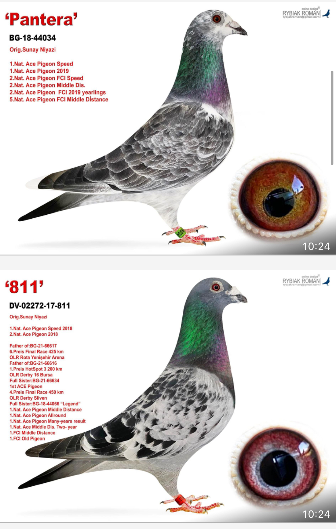 BG20-09067 DİŞİ / SUPER YARIŞCI 1 ACE PIGEON SPEED CLUB 1 ACE PIGEON MIDDILE DIS