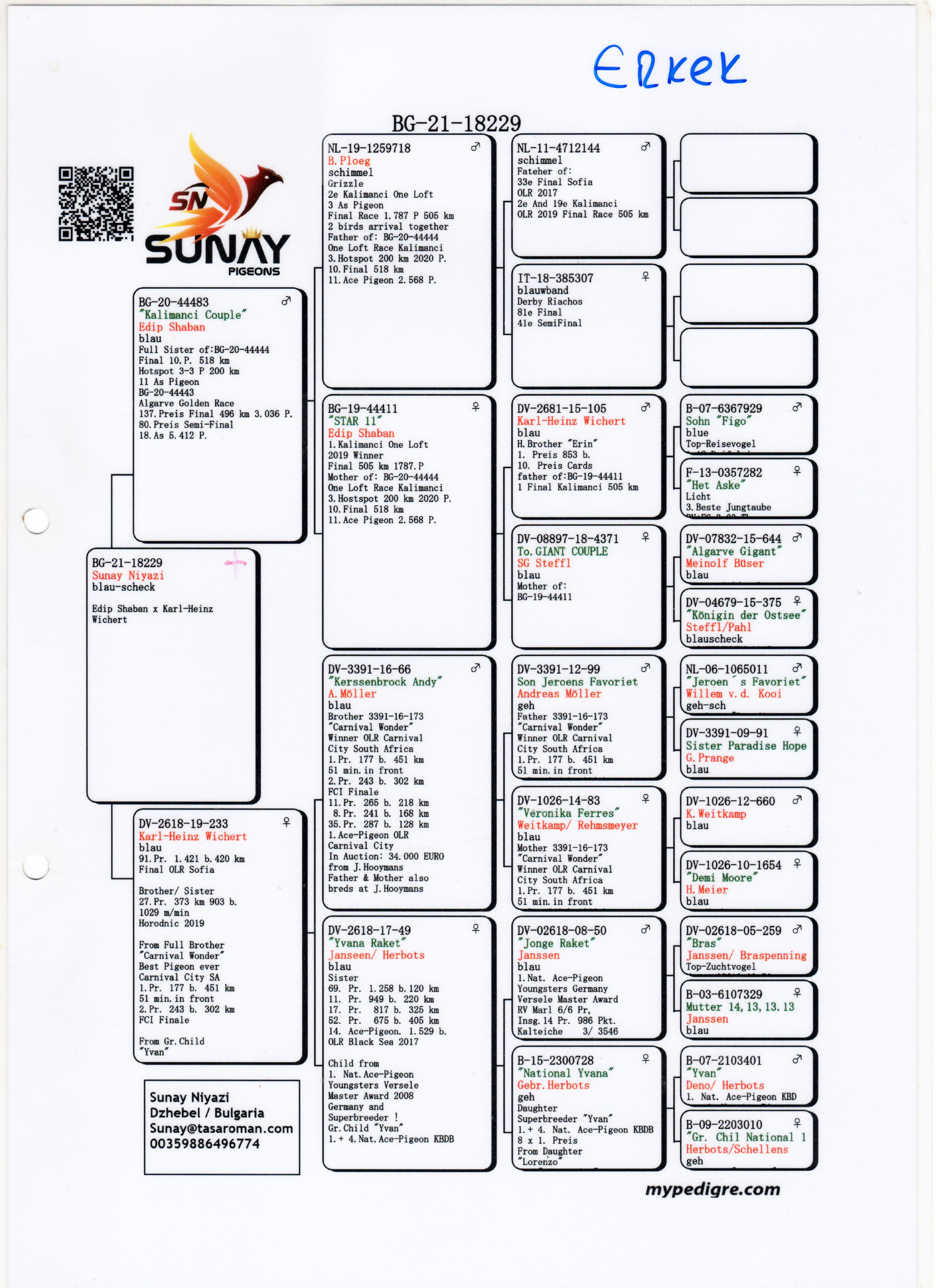 BG21-18229 ERKEK / SUNAY NİYAZİ - BABASI KALIMANCI COUPLE EDİP SHABAN