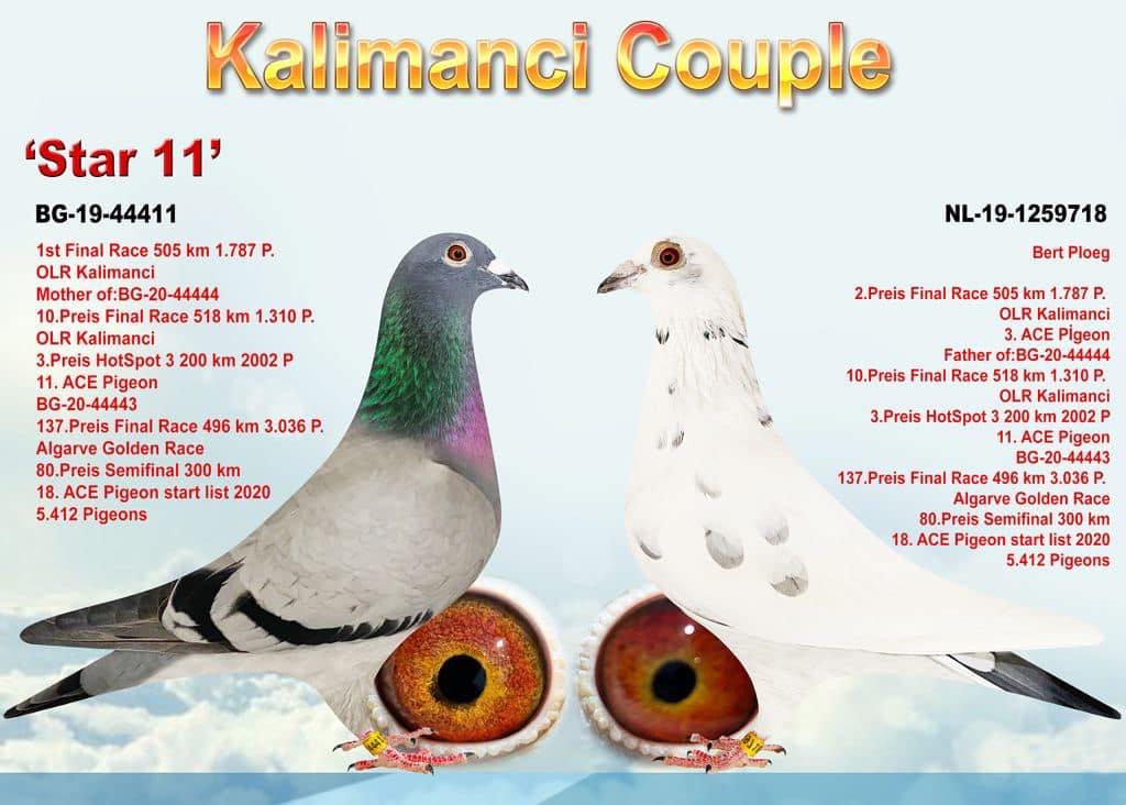 BG21-18229 ERKEK / SUNAY NİYAZİ - BABASI KALIMANCI COUPLE EDİP SHABAN