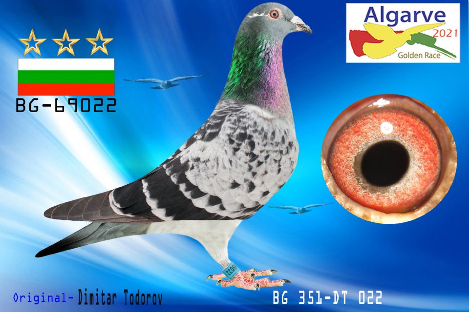 BG21-69022 ERKEK / KENDİSİ ALGARVE GOLDEN RACE YARI FİNAL 195. BABASI INSIGHT 1. ACE PIGEON SOFİA