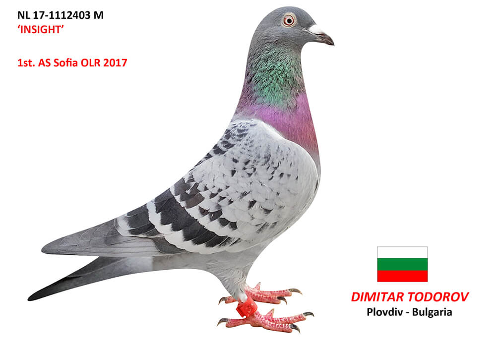 BG21-69022 ERKEK / KENDİSİ ALGARVE GOLDEN RACE YARI FİNAL 195. BABASI INSIGHT 1. ACE PIGEON SOFİA