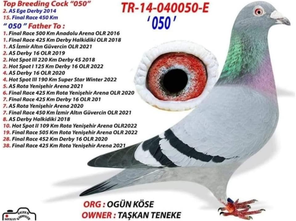 BG24-44487 ERKEK / BABASI 1 FİNAL KALIMANCI KARDEŞİ ANNESİ TASKAN TENEKE 050 X STEFFL TAKIM