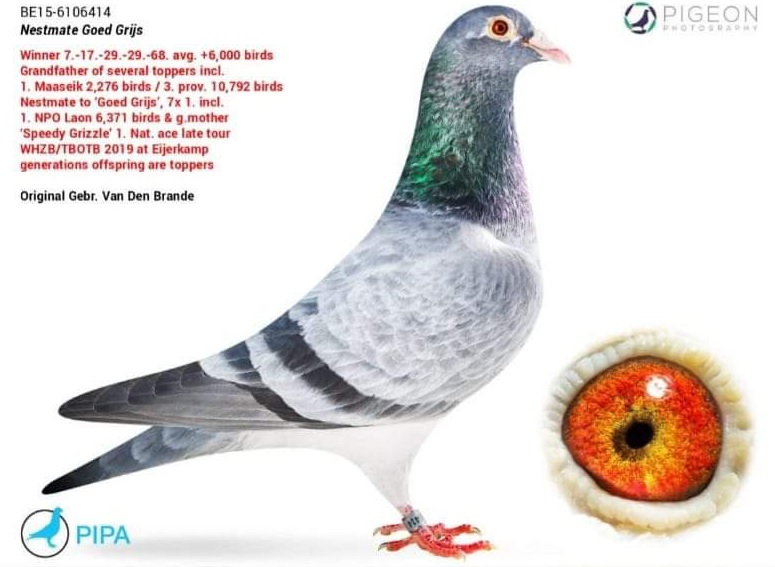 CRO24-18866 ERKEK / BABADAN KARDEŞİ 33 FİNAL PATTAYA 2024 6101 PIGEONS