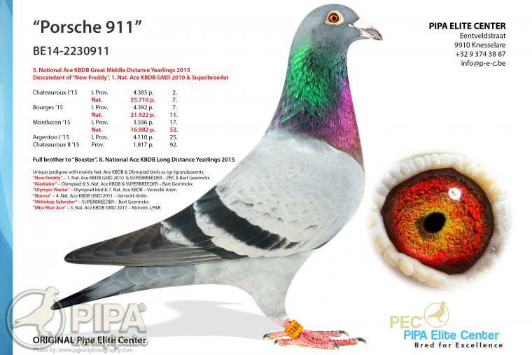 DK116-21-0108 ERKEK / DEDESİ PORSCHE 911 SUPER BREEDER 