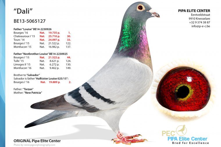 DK116-21-0108 ERKEK / DEDESİ PORSCHE 911 SUPER BREEDER 