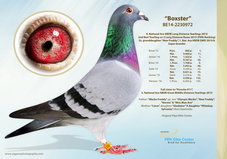 DK116-21-0108 ERKEK / DEDESİ PORSCHE 911 SUPER BREEDER 