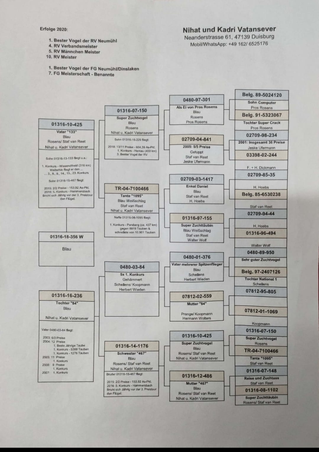 DV01316-18-356 DİŞİ   / ROSSENS - STAF - SCHLLENS