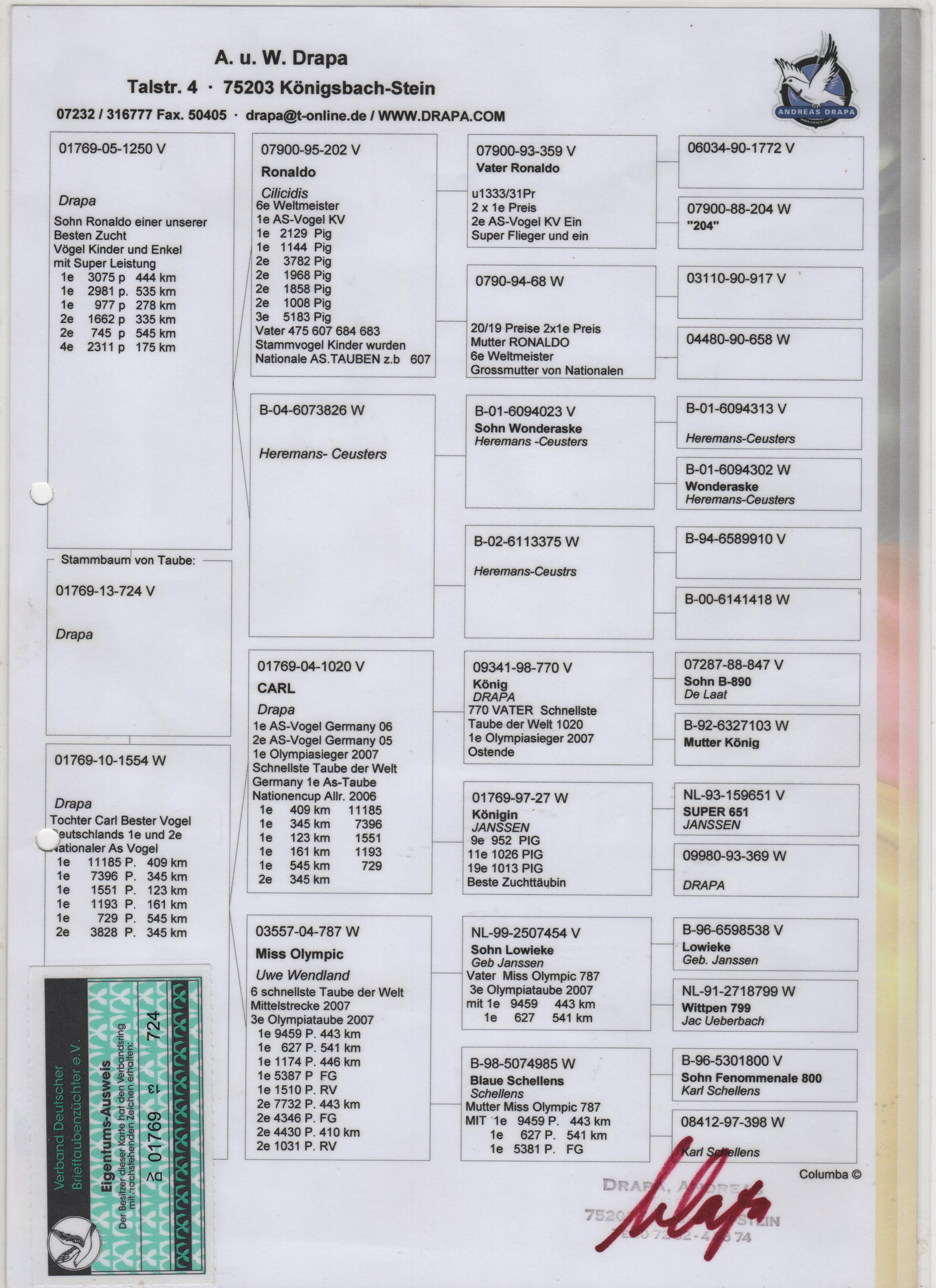 DV01769-13-724 ERKEK / ORJINAL ANDREAS DRAPA RONALDO TORUNU