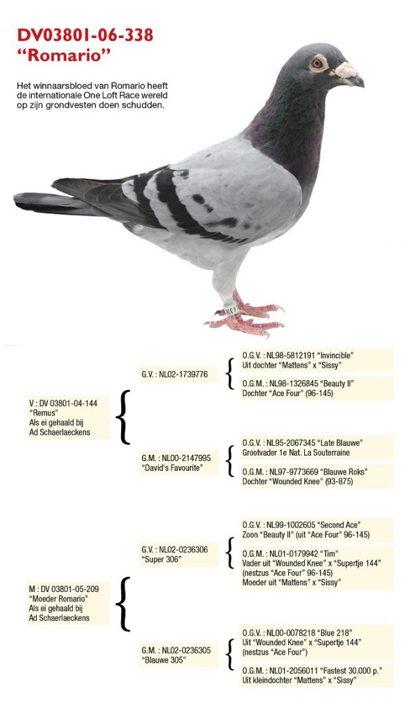 DV01777-23-770 ERKEK / INBREED ROMARIO 