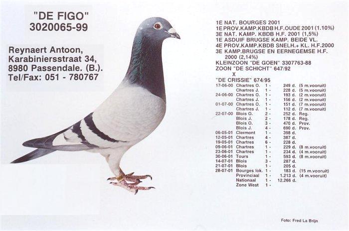 DV03220-23-72 DİŞİ / INBREED FIGO 