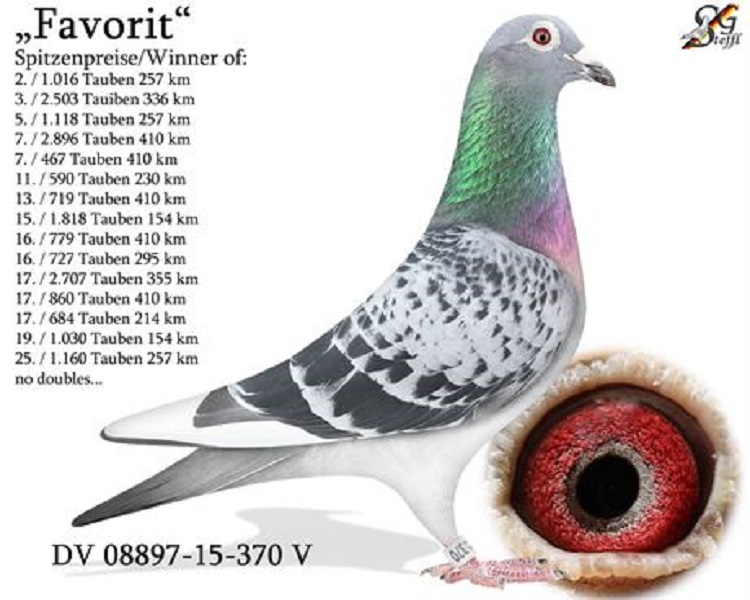 DV05497-19-788 DİŞİ /  BABASI  FAVORIT 