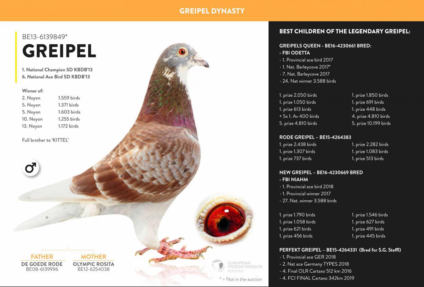 DV0628-20-239 ERKEK / INBREE KITTEL SUPER BREEDER !!!