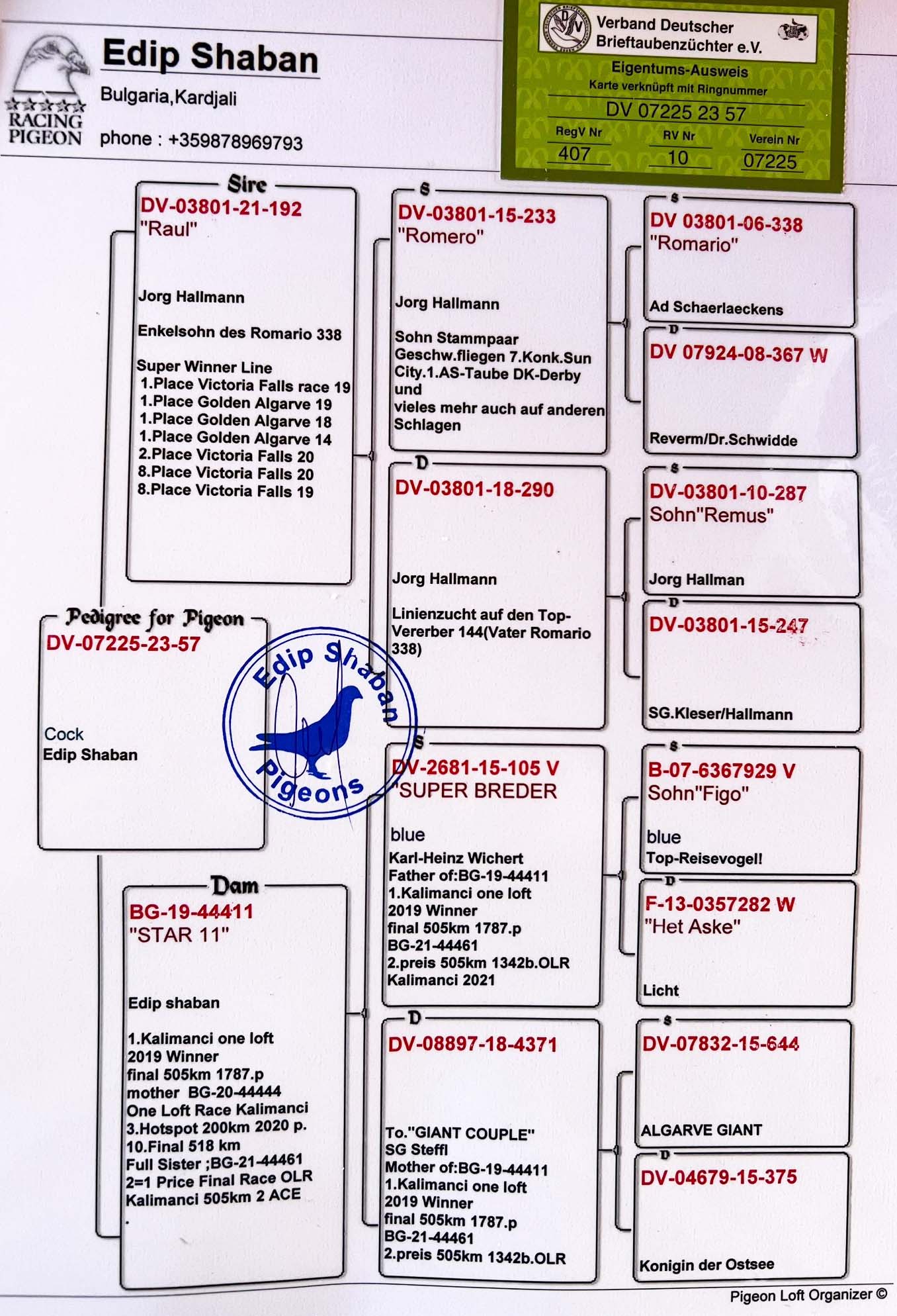 DV07225-23-57 ERKEK / BABASI ROMARIO TORUN ANNESİ 1 FİNAL KALIMANCI