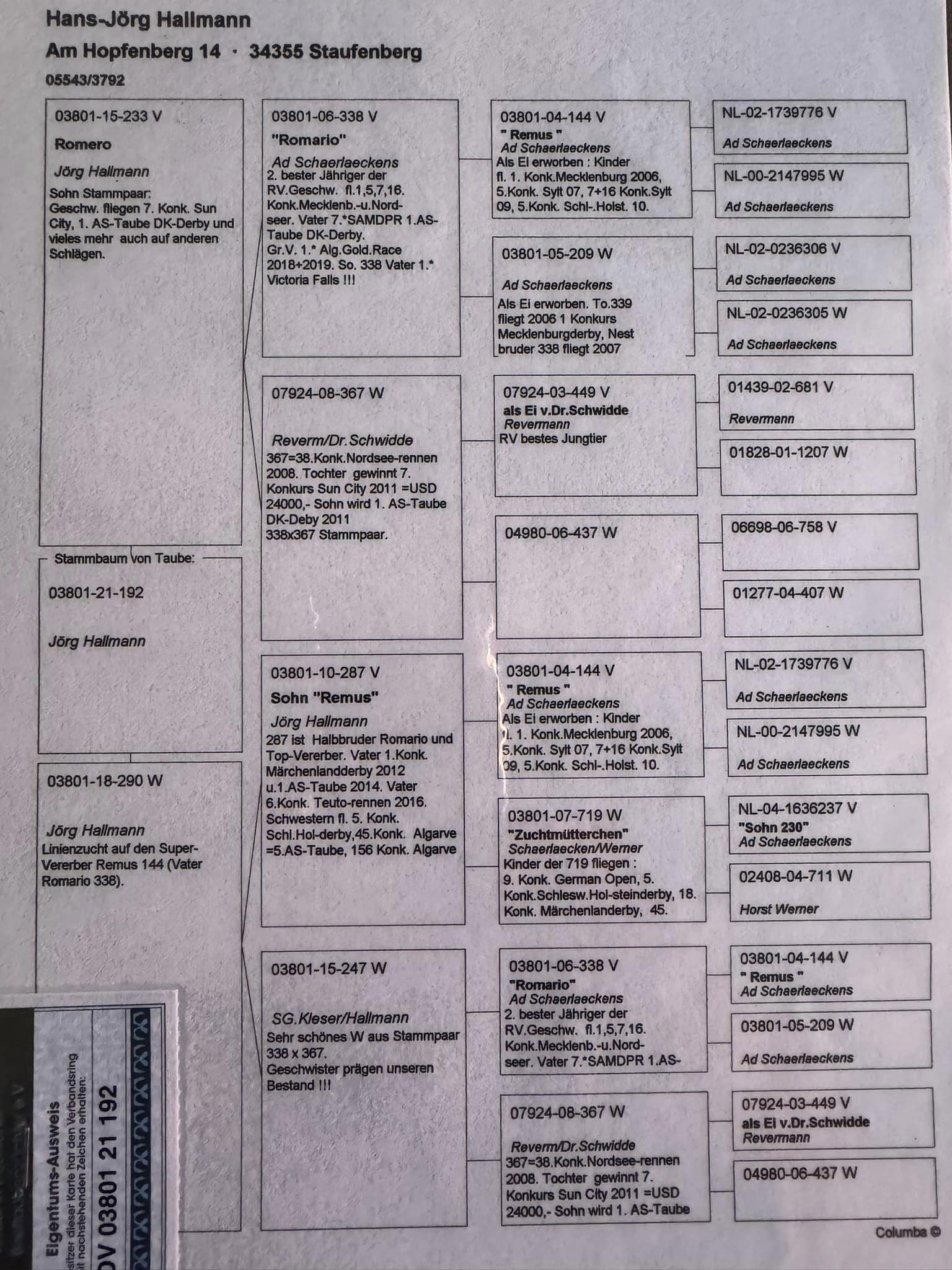 DV07225-23-57 ERKEK / BABASI ROMARIO TORUN ANNESİ 1 FİNAL KALIMANCI