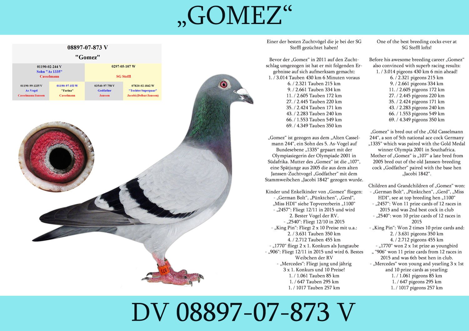 DV08897-20-6064 ERKEK / İNBREED GOMEZ  KENDİSİ YARIŞMIŞ MÜTHİŞ DERECELİ