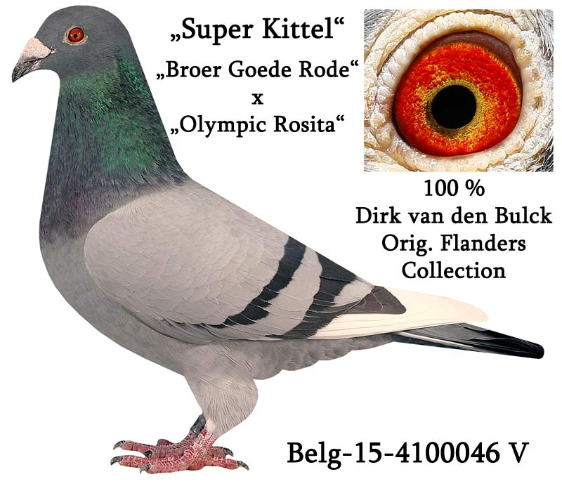 DV08897-24-7329 DİŞİ / SUPER KITTEL TORUNU