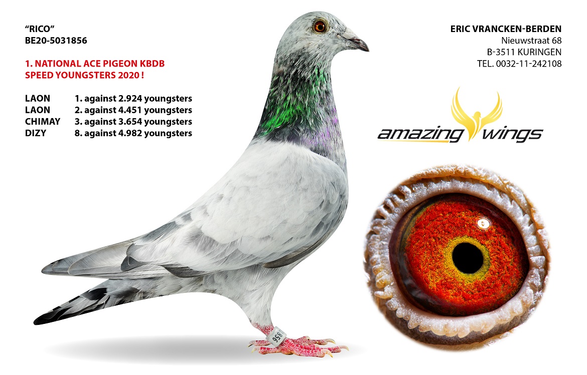 DV09034-24-845 DİŞİ / INBREED RICO 