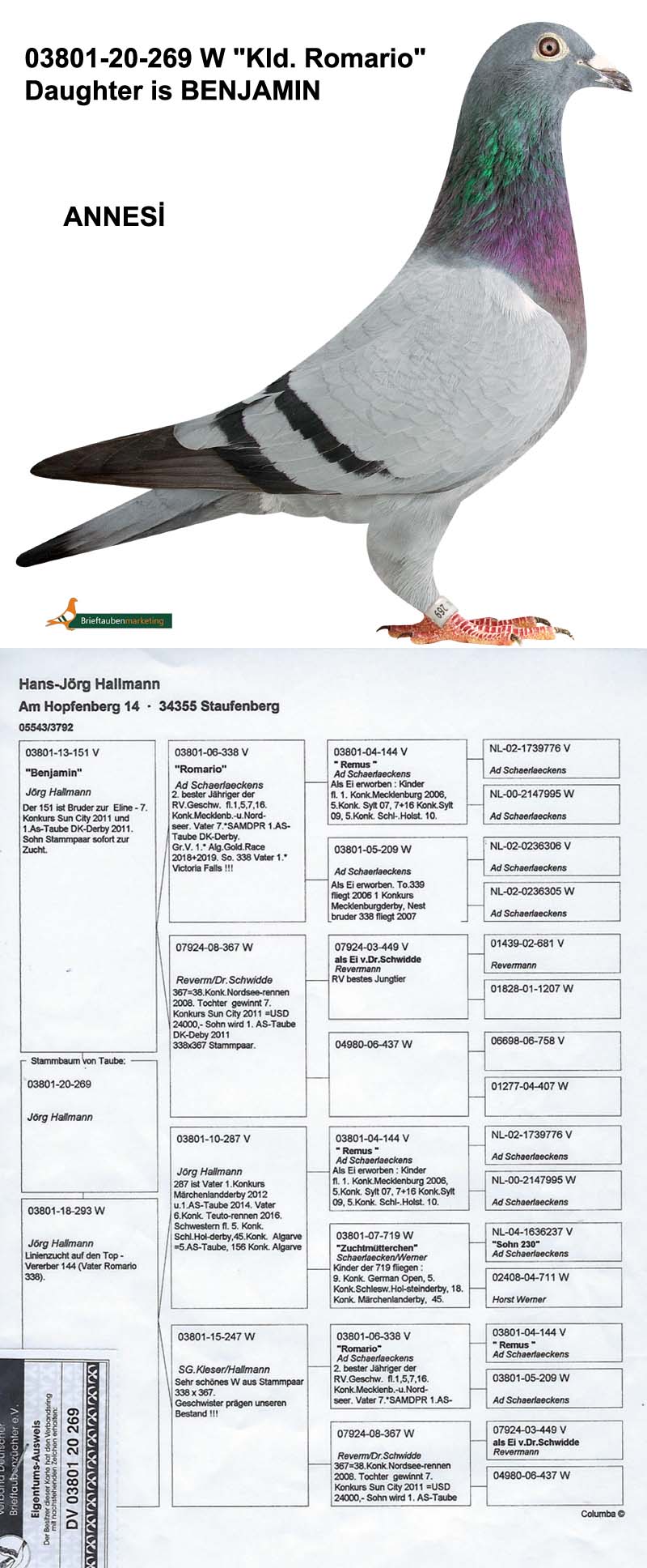 DV415-22-3352 ERKEK / INBREED BENJAMIN ROMARIO SUPER BREEDER 