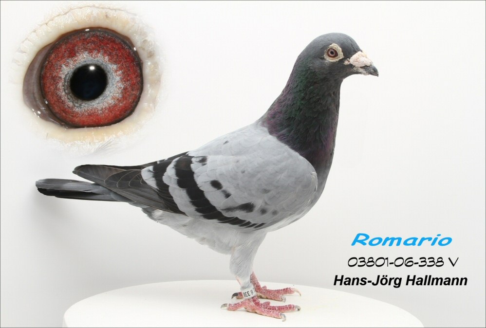 DV415-22-3352 ERKEK / INBREED BENJAMIN ROMARIO SUPER BREEDER 