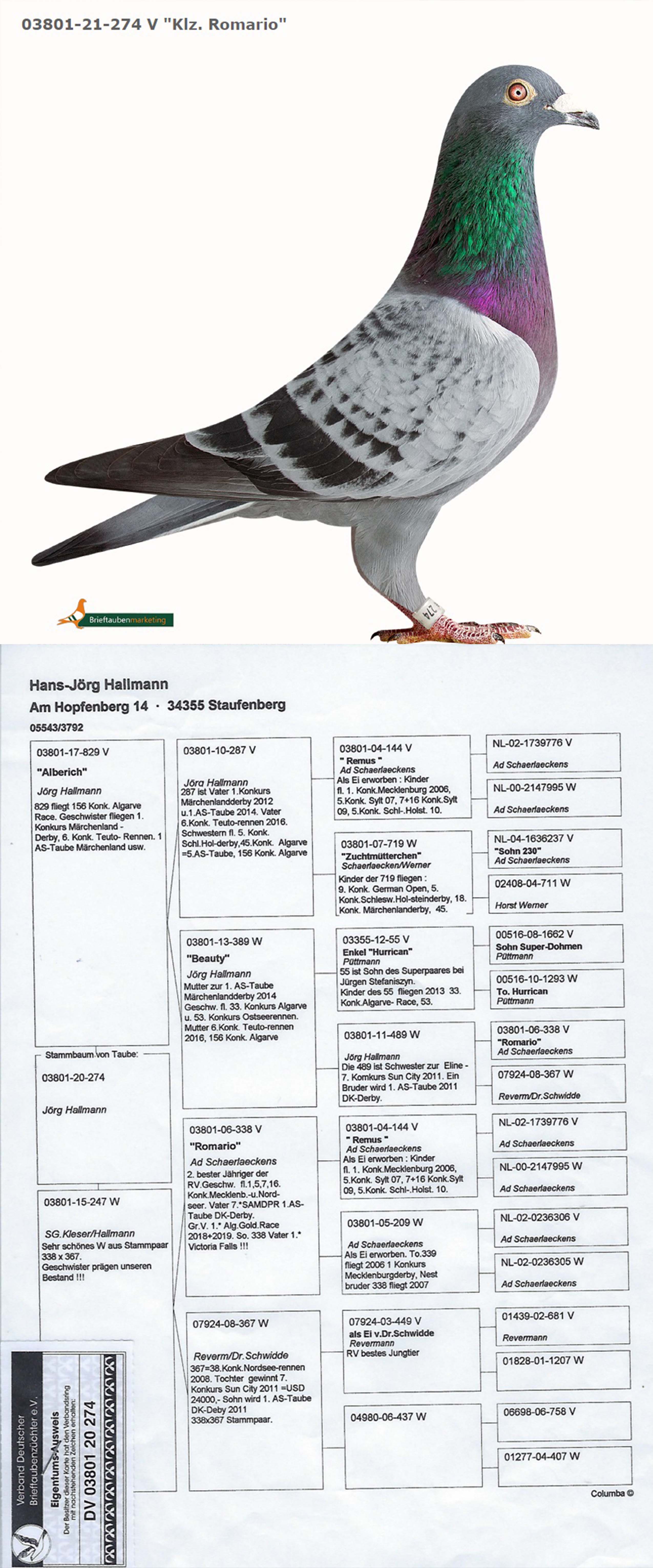 DV415-23-3180 ERKEK / BABASI ROMARIO TORUNU ANNESİ P. VEENSTRA 