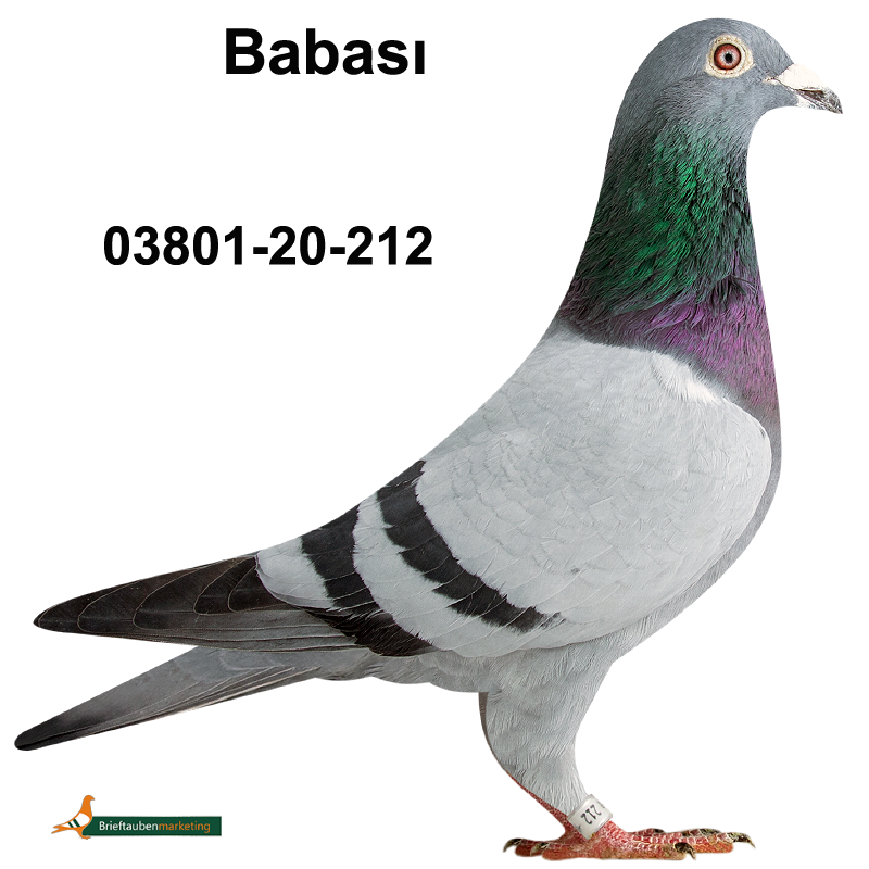 DV415-23-3411 DİŞİ / INBREED ROMARIO 