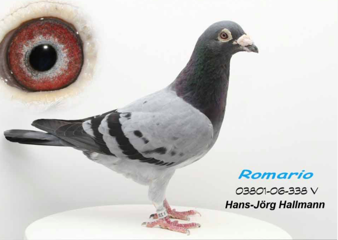 DV5057-23-0215 ERKEK / JORG HALLMANN % 100 INBREED ROMARIO !!!