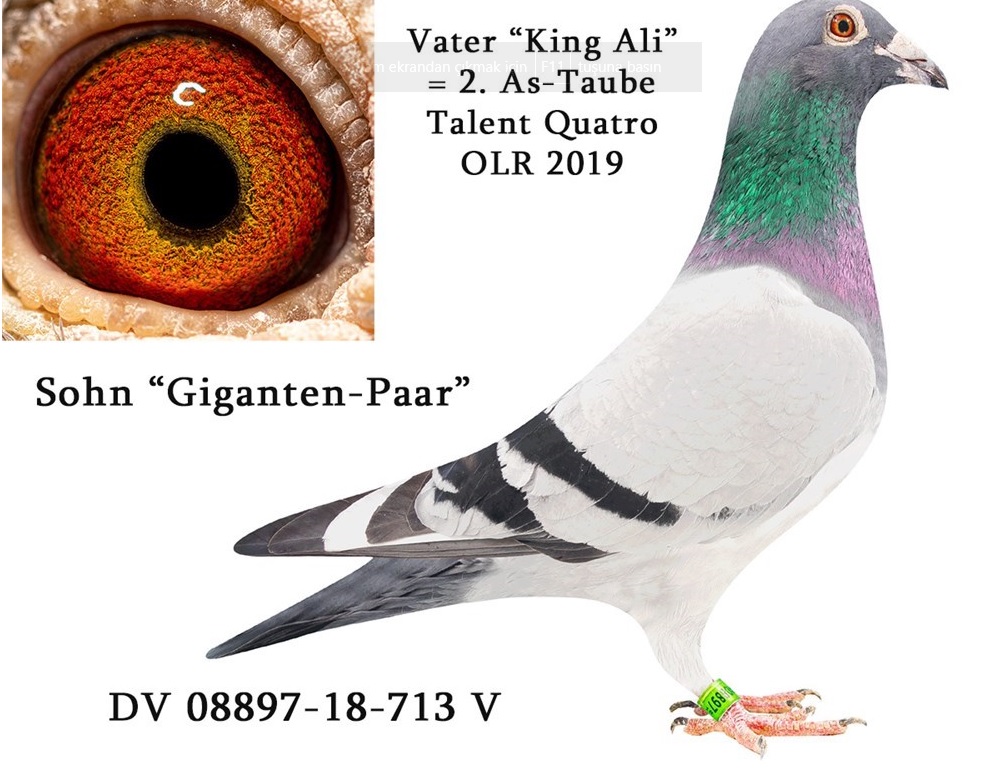 DV5057-23-223 ERKEK / ANNESİ DOUBLE GIGANTEN PAAR SG STEFLL