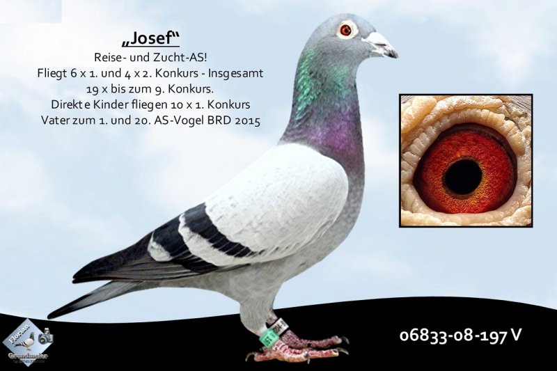 DV9034-23-0152 DİŞİ / INBREED JOSEF SUPER BREEDER JOSEF TORUNU THOMAS 6