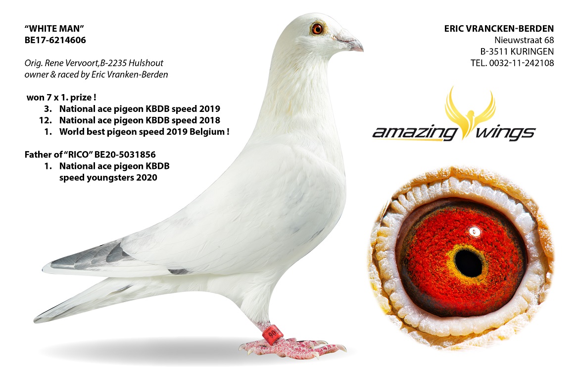 DV9034-24-812 DİŞİ / INBREED OLYMPİC RİCO