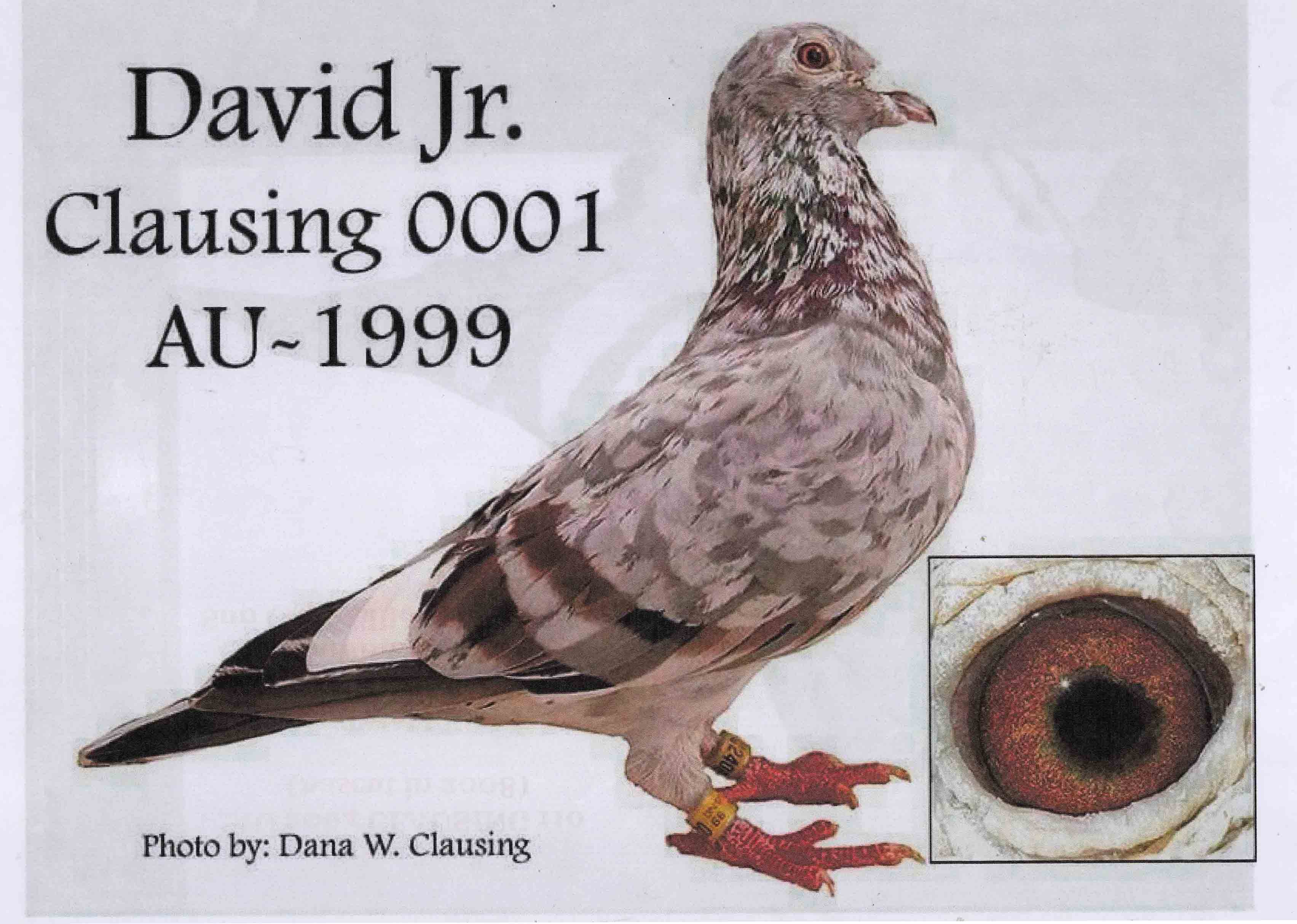IT16-122973 DİŞİ / DAVID CLAUSING ( HOUBEN ) 