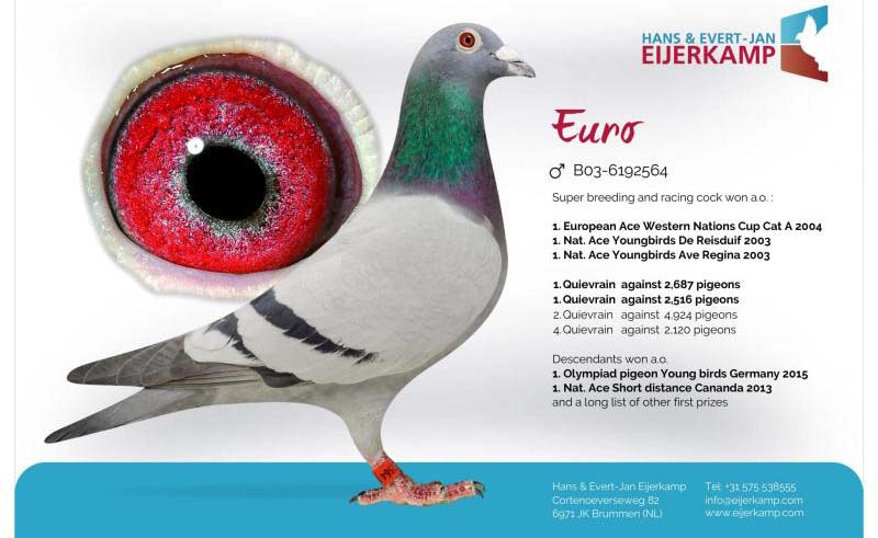 NL17-1820833 DİŞİ /  HEREMANS-CEUSTERS - EURO - NEW EURO SUPER HEN 