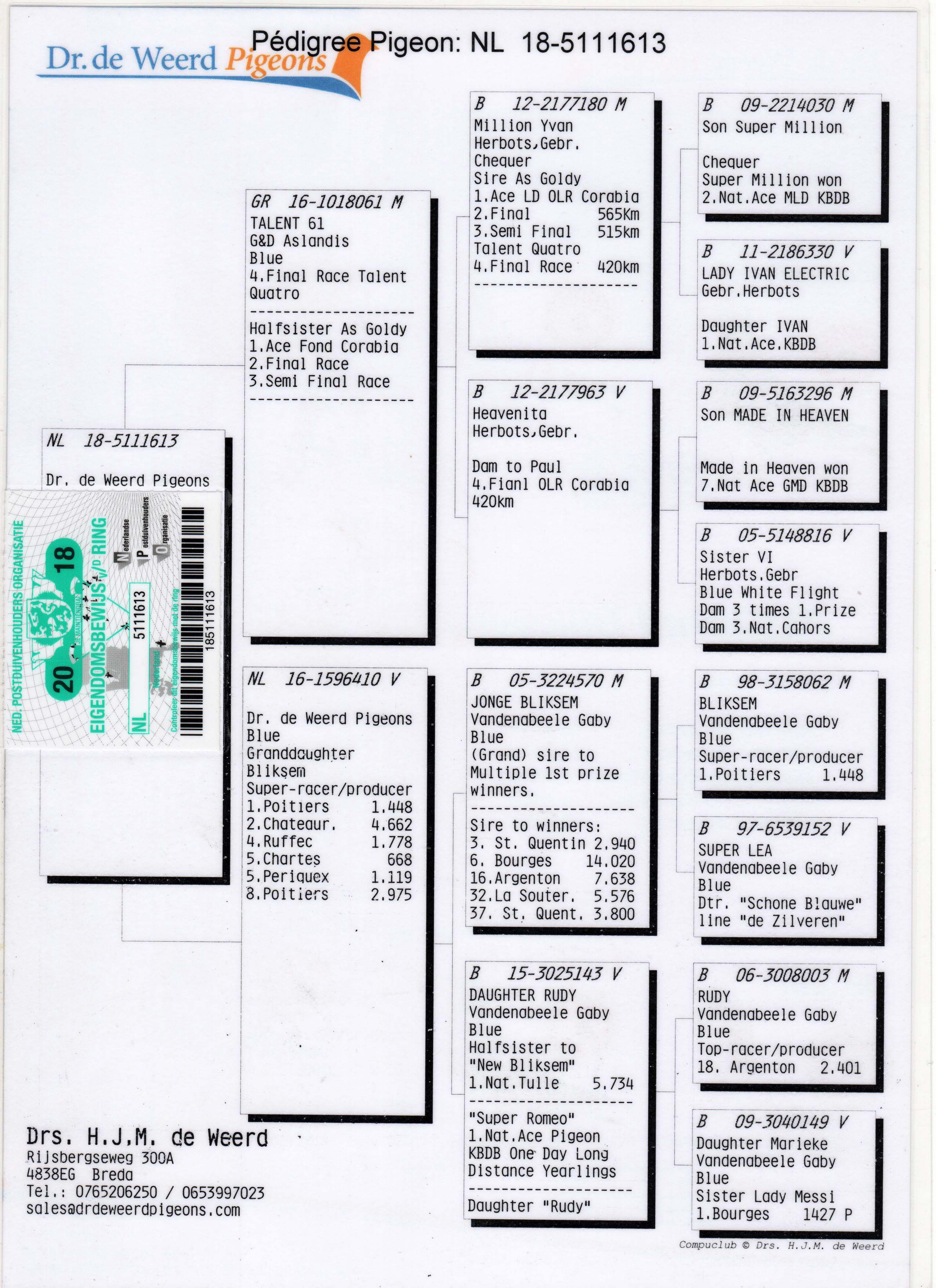 NL18-5111613 DİŞİ / ORJ DE WEERD BABASI 4. FİNAL ANNESİ GABY VANDENABEELE % 100