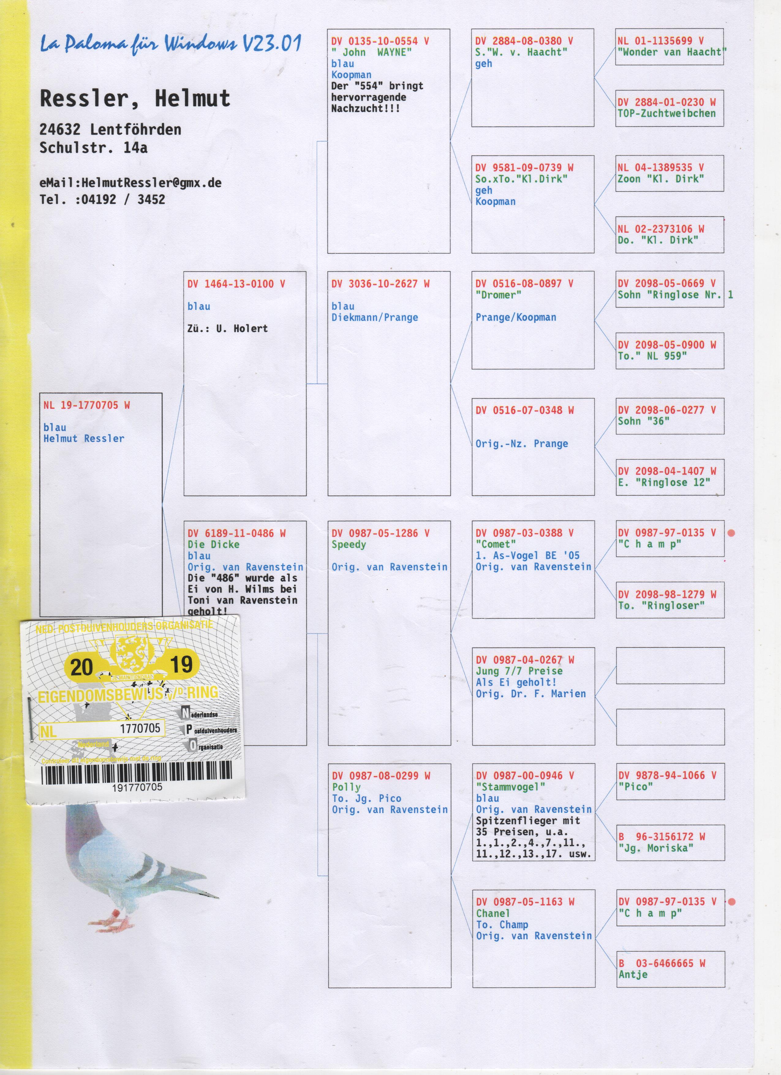 NL19-1770705 DİŞİ / PRANGE KOOPMAN