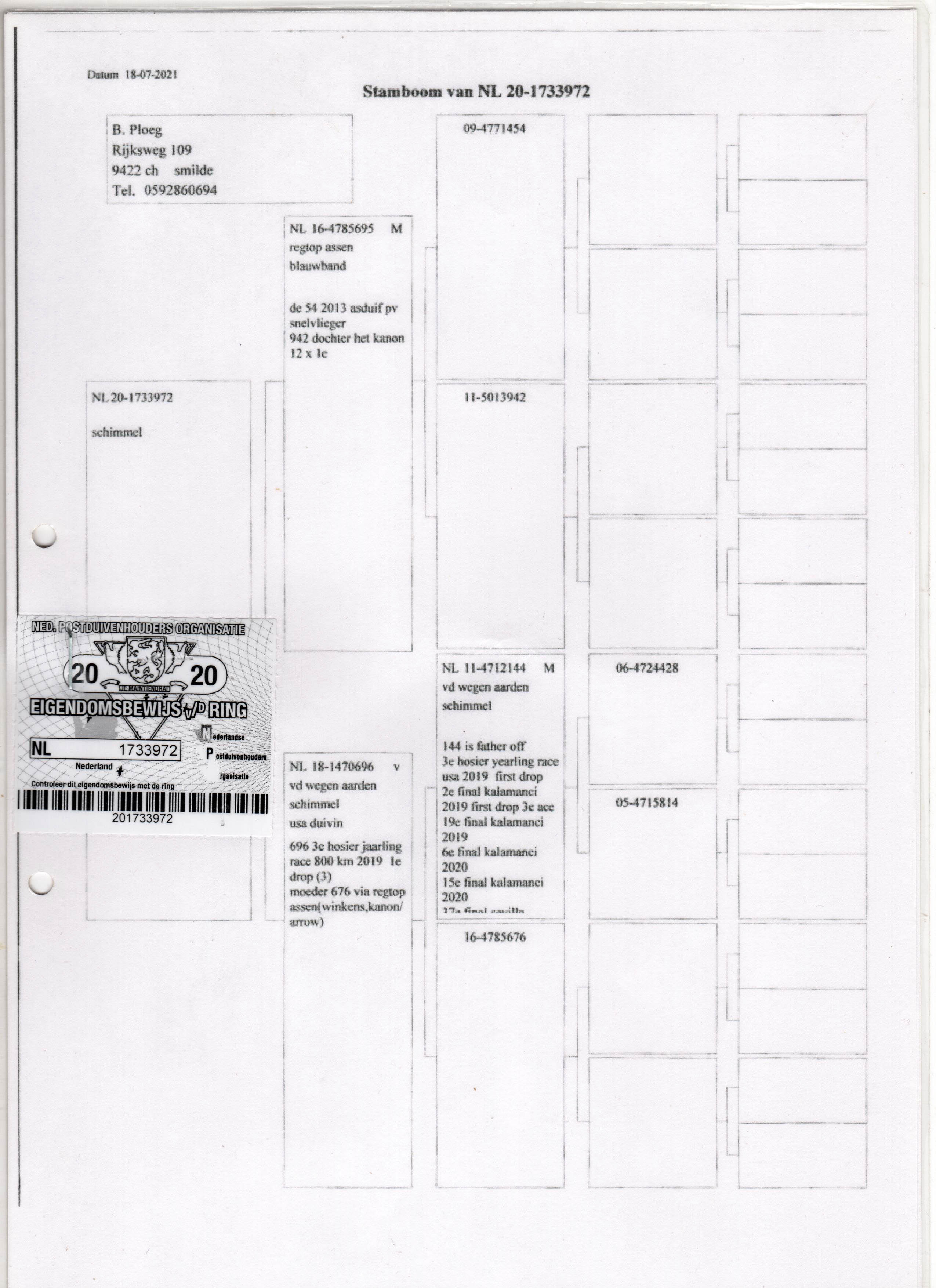 NL20-1733972 DİŞİ / KENDİSİ YARIŞMIŞTIR BERT PLOEG ANNEDNE KARDEŞİ 2. FİNAL KALİMANCİ