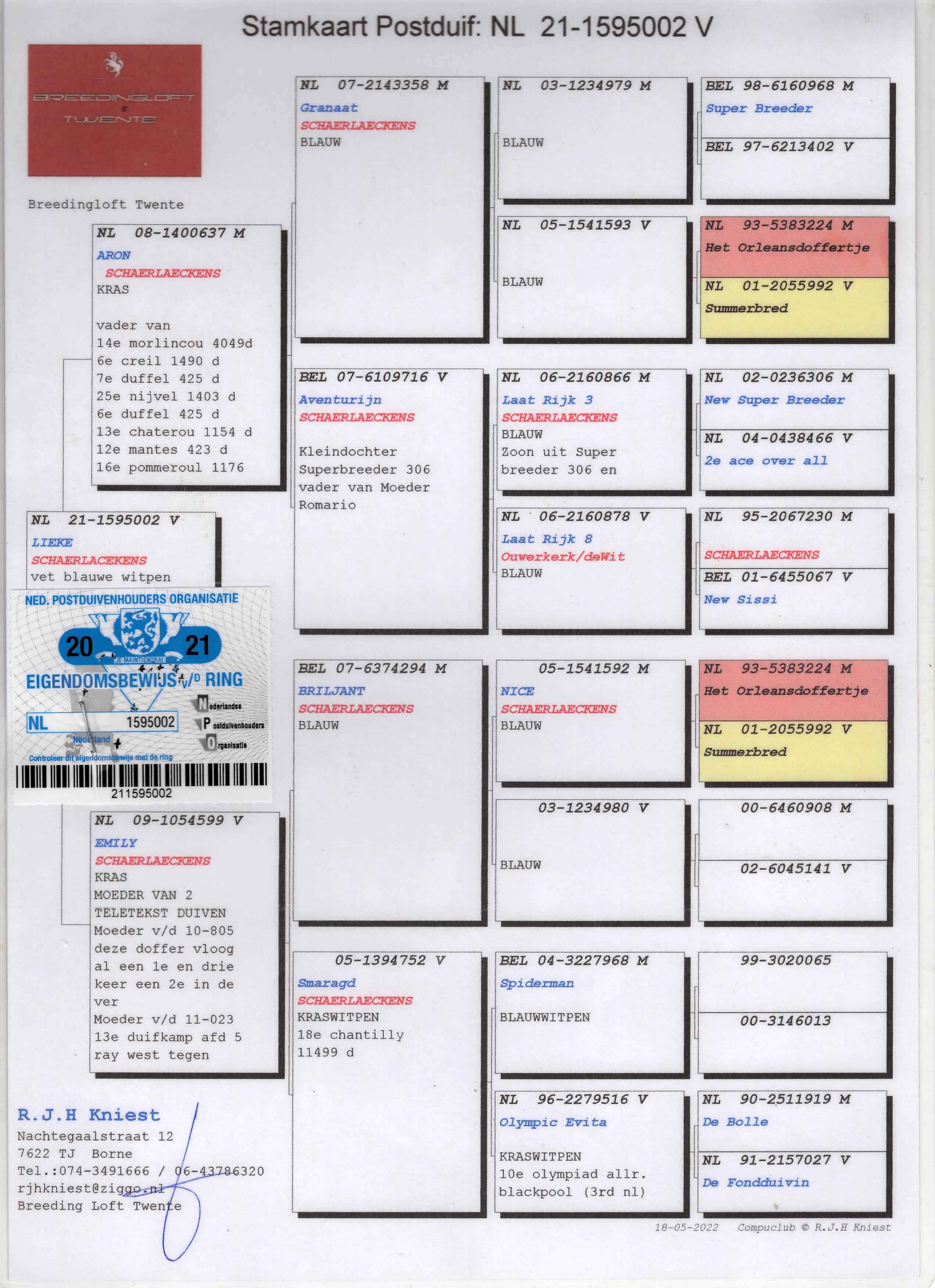 NL21-1595002 DİŞİ / AD SCHAERLAECKENS % 100