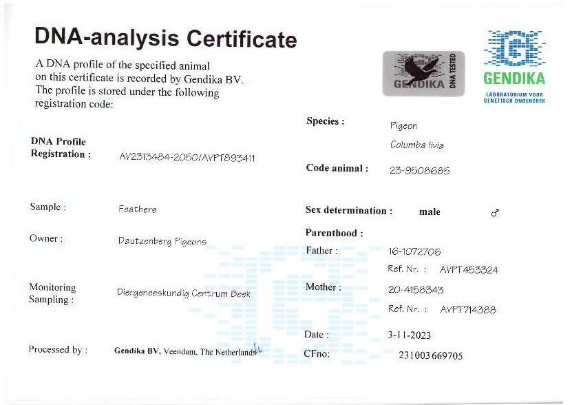 NL23-9508685 ERKEK / DNA CERTİFİKALI PORSCHE 911 TORUNU BABASI KOOPMAN ANNESI INBREED PORSCHE 911