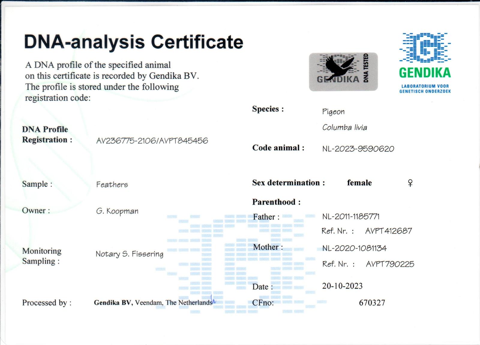 NL23-9590620 DİŞİ / ORIJINAL  KOOPMAN DNA SERTİFİKALI